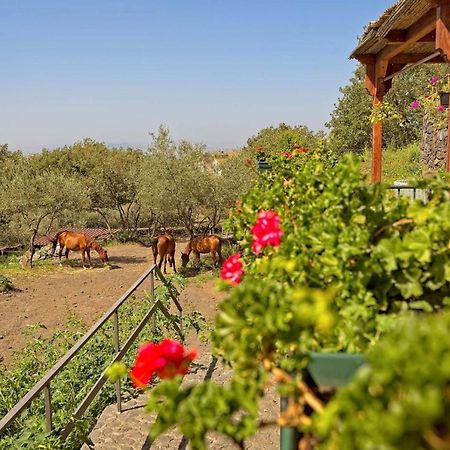 Horse House Apartman Ragalna Kültér fotó